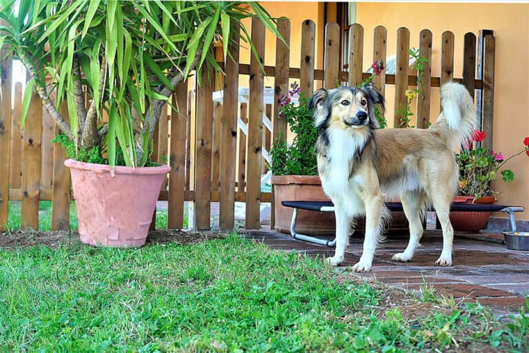 Residence Podere San Giuseppe San Vincenzo